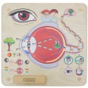 MASTERKIDZ Tablica Edukacyjna Zmysł Wzroku Montessori