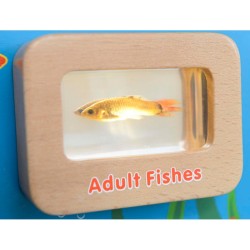 Životný cyklus rýb - edukačná tabuľa Masterkidz