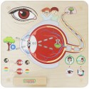Edukačná Tabuľa Masterkidz - Zrak