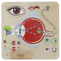 Edukačná Tabuľa Masterkidz - Zrak