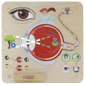 Edukačná Tabuľa Masterkidz - Zrak